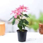 Poinsettia, Christmas Flower (Pink) - Plant - PCF-547944