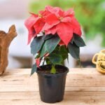 Poinsettia, Christmas Flower (Red) - Plant - PCF-718385