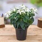 Poinsettia, Christmas Flower (White) - Plant - PCF-374766