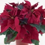 Poinsettia (Maroon) - Plant - PP-516419