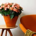 Poinsettia (Orange) - Plant - PP-186940