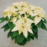 Poinsettia (Yellow) - Plant - PP-951993