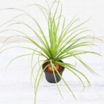 Pony Tail Palm, Beaucarnea Recurvata - Plant - PTP-963311