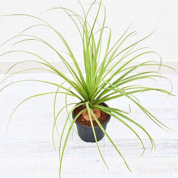 gog-plants-pony-tail-palm-beaucarnea-recurvata-plant-16968727036044.jpg