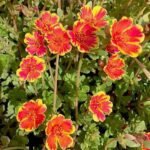 Portulaca, 10 O Clock (Sunrise) - Plant - POC-105063