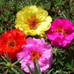 Portulaca, 9 O Clock (Any Color) - Plant - POC-574203