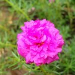 Portulaca, 9 O Clock (Pink) - Plant - POC-483632
