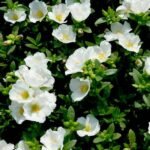 Portulaca Oleracea, 10 O Clock (White) - Plant - POO-333308