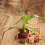 Pregnant Onion - Plant - POP-589622