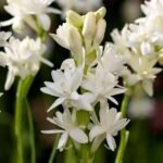 Rajnigandha, Tuberose (Double) - Plant - RTP-665201