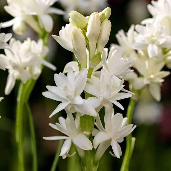 gog-plants-rajnigandha-tuberose-double-plant-16969239265420.jpg