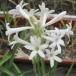 Rajnigandha, Tuberose - Plant - RTP-760485
