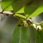 Rakta Roda, Diospyros virginiana - Plant - RRD-866656