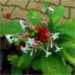 Rauvolfia Serpentina, Sarpgandha - Plant - RSS-257991