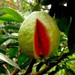 Red Guava, Amrud, Psidium guajava - Plant - RGA-892655