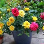 Rose (Any Color) - Plant - RCP-409711