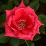Rose (Dark Pink) - Plant - RPP-467310