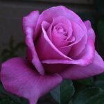 Rose (Lavender) - Plant - RP-991444