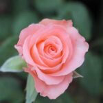 Rose (Peach) - Plant - RP-752225