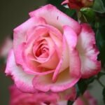 Rose (Pink Red) - Plant - RRP-514211