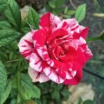 Rose (Pink White) - Plant - RWP-571784
