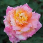 Rose (Pink Yellow) - Plant - RYP-739666