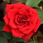 Rose (Red) - Plant - RP-377089