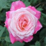 Rose (White Pink) - Plant - RPP-217079