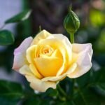 Rose (Yellow-White) - Plant - RP-702853