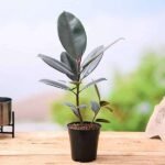Rubber Tree, Rubber Plant, Ficus elastica - Plant - RTR-605784