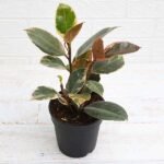 Rubber Tree, Rubber Plant, Ficus elastica (Ruby, Pink) - Plant - RTR-208420
