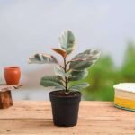 Rubber Tree, Rubber Plant, Ficus elastica (Tineke) - Plant - RTR-591036