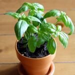 Sabja Plant, Sweet Basil, Ociumum basilicum - Plant - SPS-123972