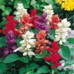 Salvia splendens (Any Color) - Plant - SSC-781797