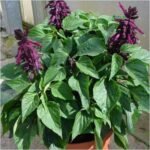 Salvia Splendens (Purple) - Plant - SSP-926471