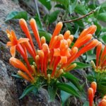 Sankrant Vel, Flame Vine - Plant - SVF-751549