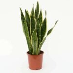Sansevieria trifasciata, Snake Plant (var. laurentii) - Plant - STS-175568