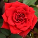 Scented rose (Any Variety, Any Color) - Plant - SRV-360965