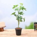 Schefflera - Plant - SP-472475