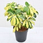 Schefflera Variegated - Plant - SVP-559541