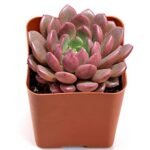 Sedeveria Pink - Succulent Plant - SPS-304128