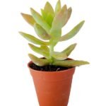 Sedum adolphii - Succulent Plant - SAS-142684