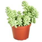 Sedum Burrito - Succulent Plant - SBS-971558