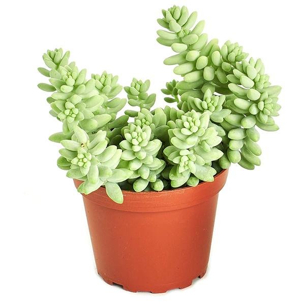 gog-plants-sedum-burrito-plant.jpg