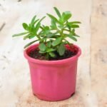 Sedum confusum - Succulent Plant - SCS-161604