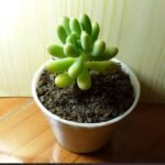 Sedum pachyphyllum - Succulent Plant - SPS-179157