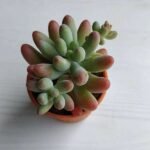 Sedum rubrotinctum Aurora - Succulent Plant - SRA-952623