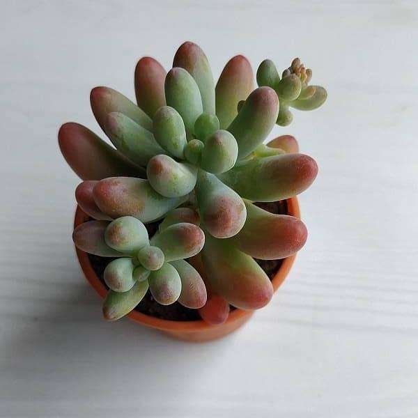 gog-plants-sedum-rubrotinctum-aurora-succulent-plant-16969304735884.jpg