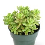 Sedum rubrotinctum Pork and Beans - Succulent Plant - SRP-883373