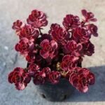 Sedum spurium Voodoo, Dragon blood - Succulent Plant - SSV-180011